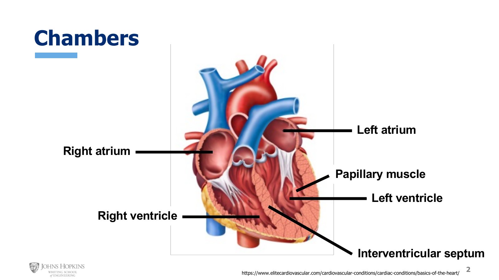 Slide 2: The four chambers, with the interventricular septum dividing the ventricles and papillary muscles reaching into the left ventricle.