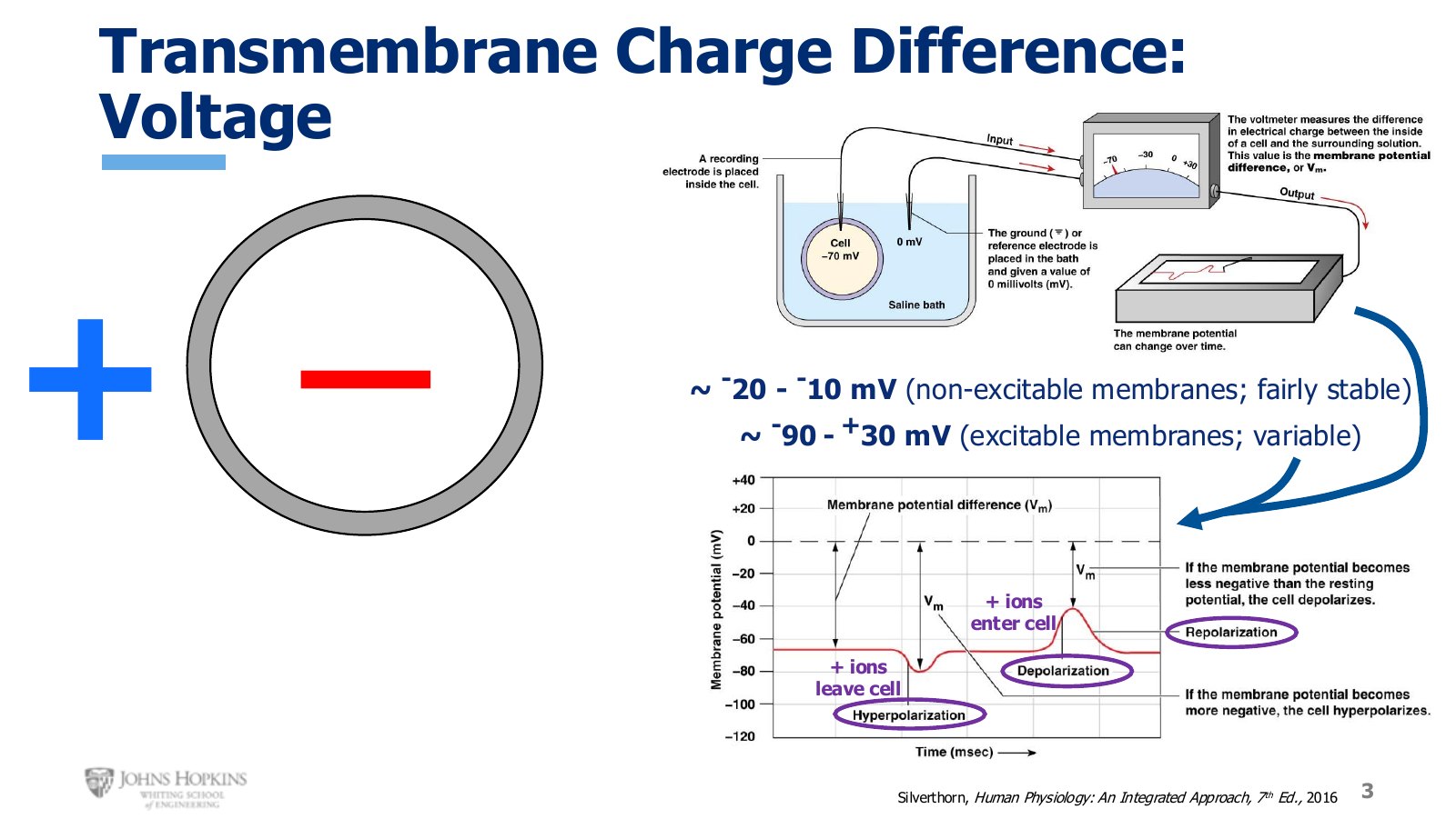 Slide 3: Transmembrane voltage. Non-excitable membranes sit in a narrow band; excitable membranes range across 120 mV.