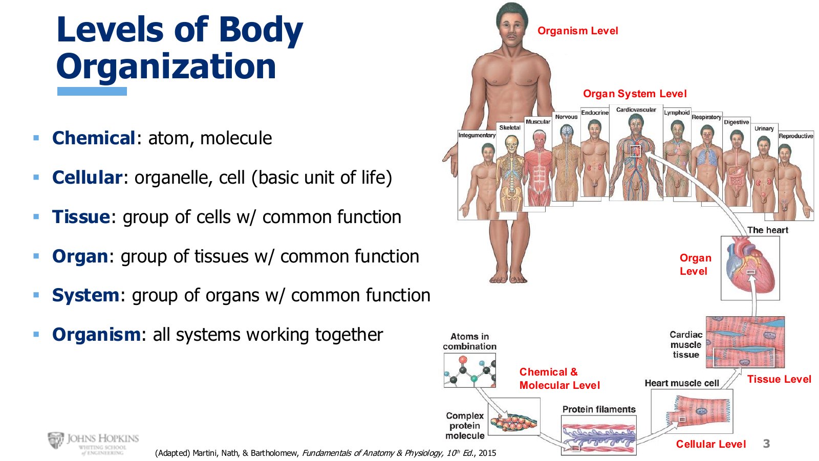 Slide 3: The six levels of organization, drawn as a stack. Every topic this semester sits somewhere on this ladder.
