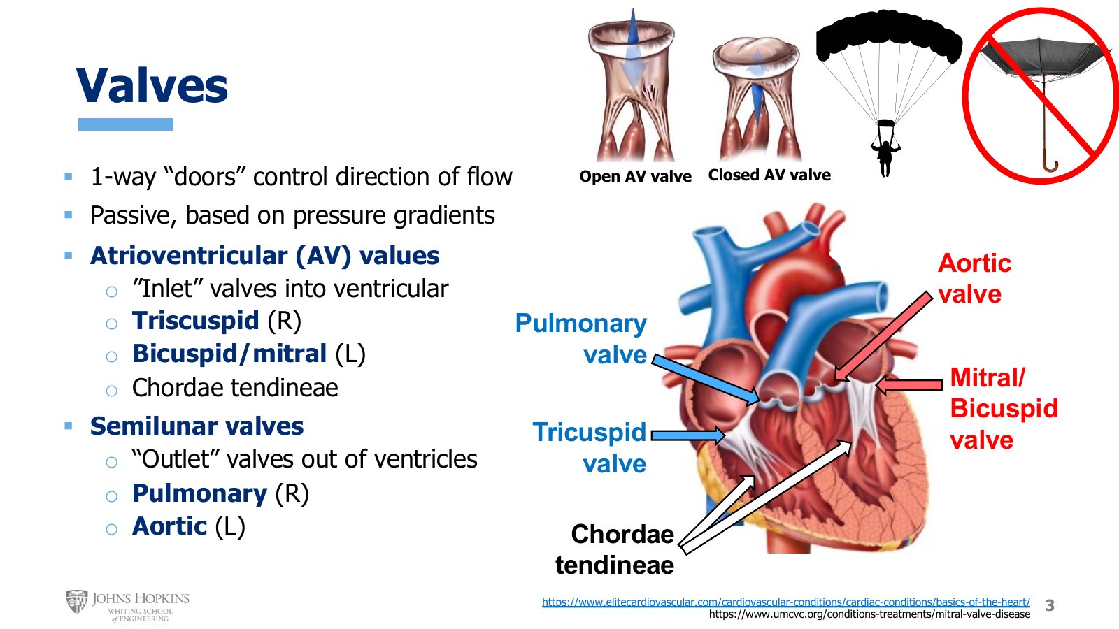 Slide 3: The four valves and the chordae tendineae. An open and a closed AV valve, a parachute held by its cords, and an umbrella blown inside out.