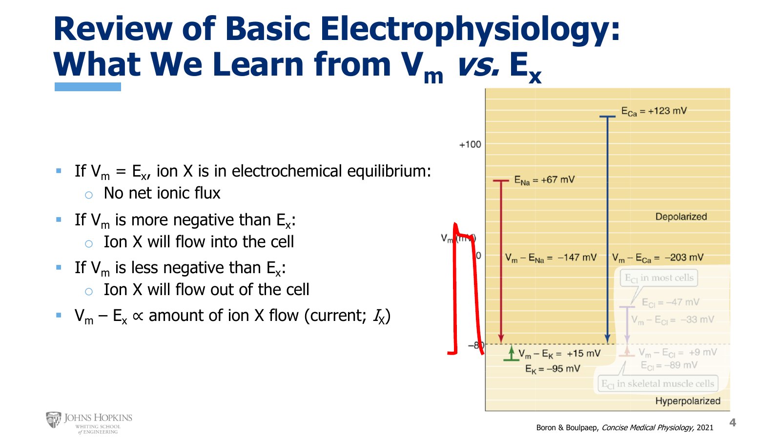 Slide 4: E-Na at +67 mV, E-Ca at +123 mV, and E-K at −95 mV against a resting potential of −80 mV, with a cardiac action potential sketched in red beside the scale.