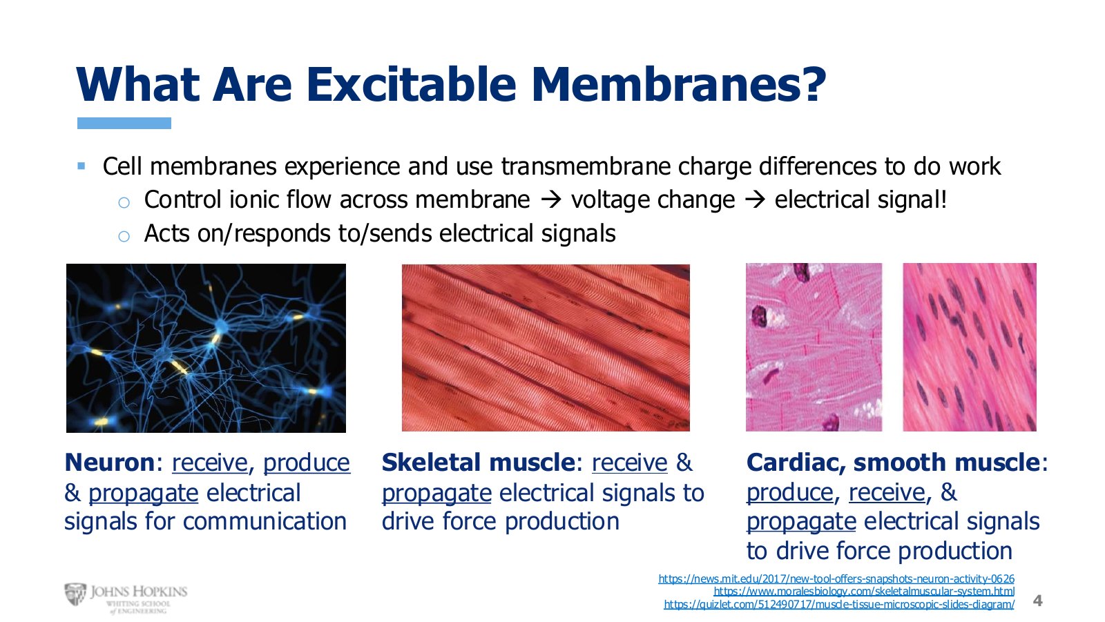 Slide 4: Three excitable tissue types and what each one does with electrical signals. Not every tissue does all three.