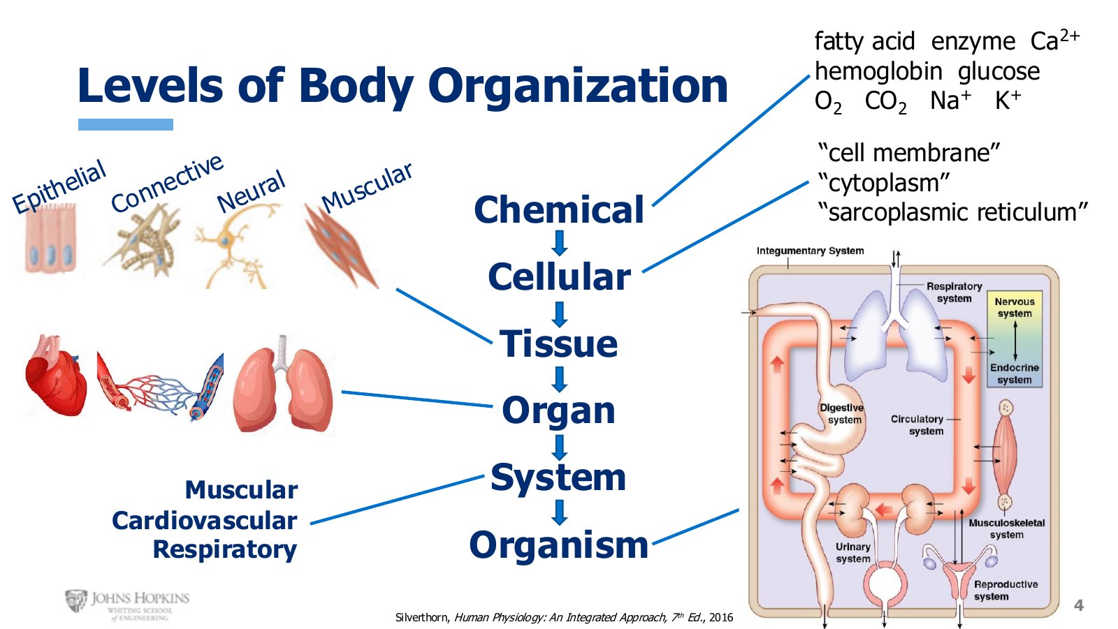 Slide 4: The same ladder, populated with the specific molecules, structures, and systems this course keeps returning to.
