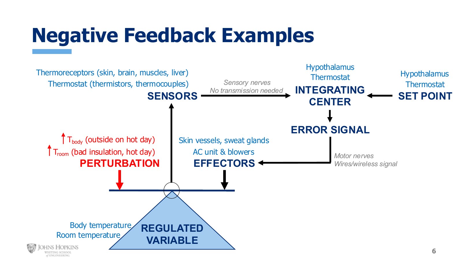 Slide 6: Two worked negative feedback loops side by side. Room temperature and body temperature use identical logic with different hardware.