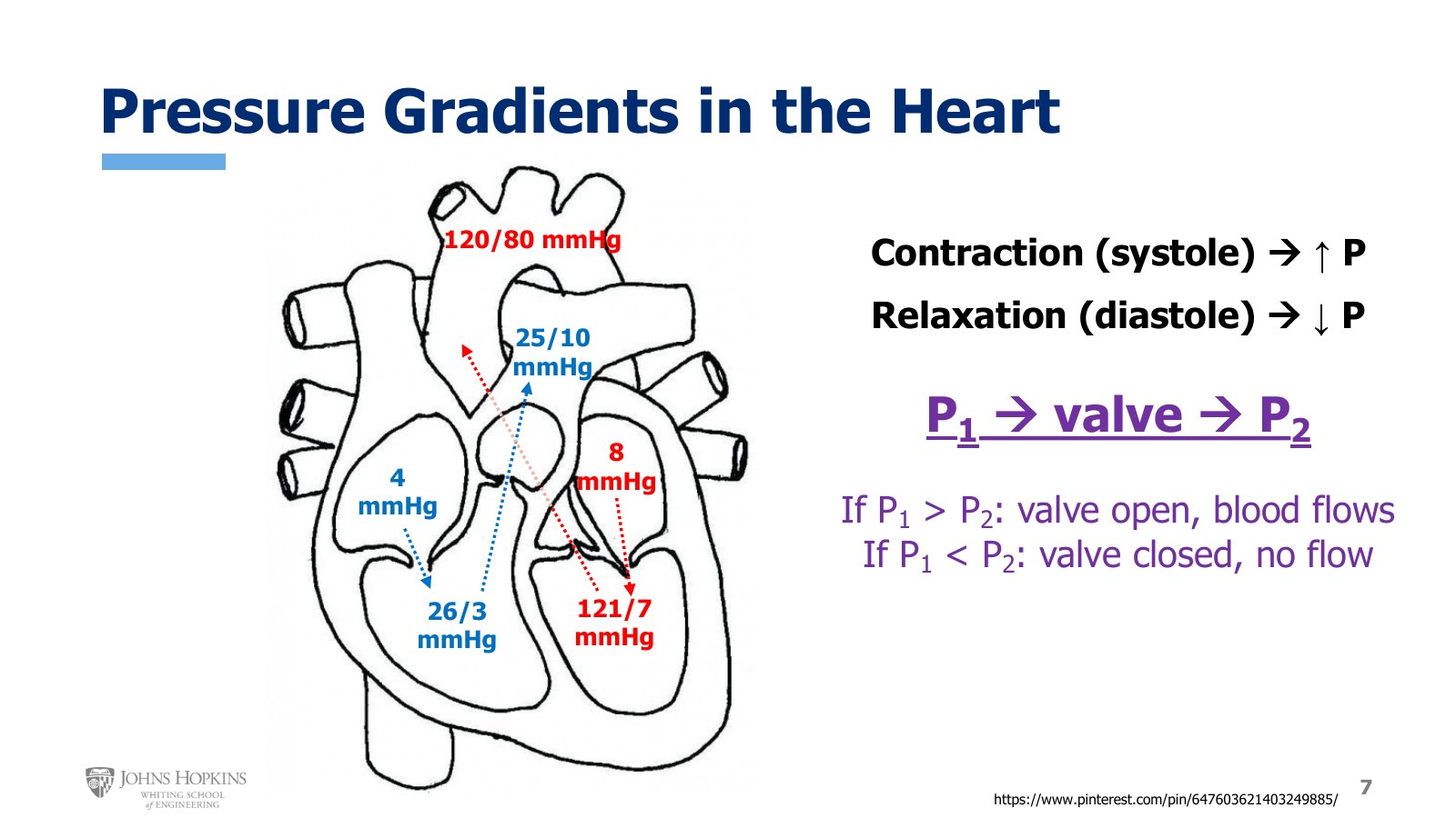 Slide 7: Typical pressures in each chamber and outflow vessel, with the rule for when a valve opens.