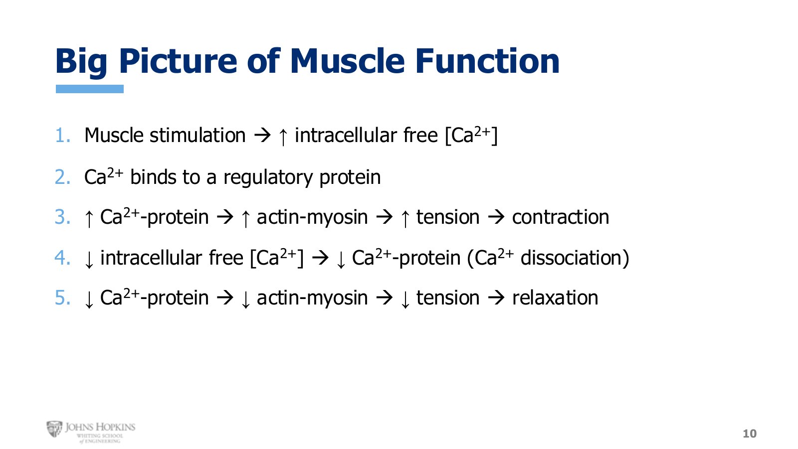 Slide 10: The five-step pattern that holds for every muscle tissue. Only the specifics change.