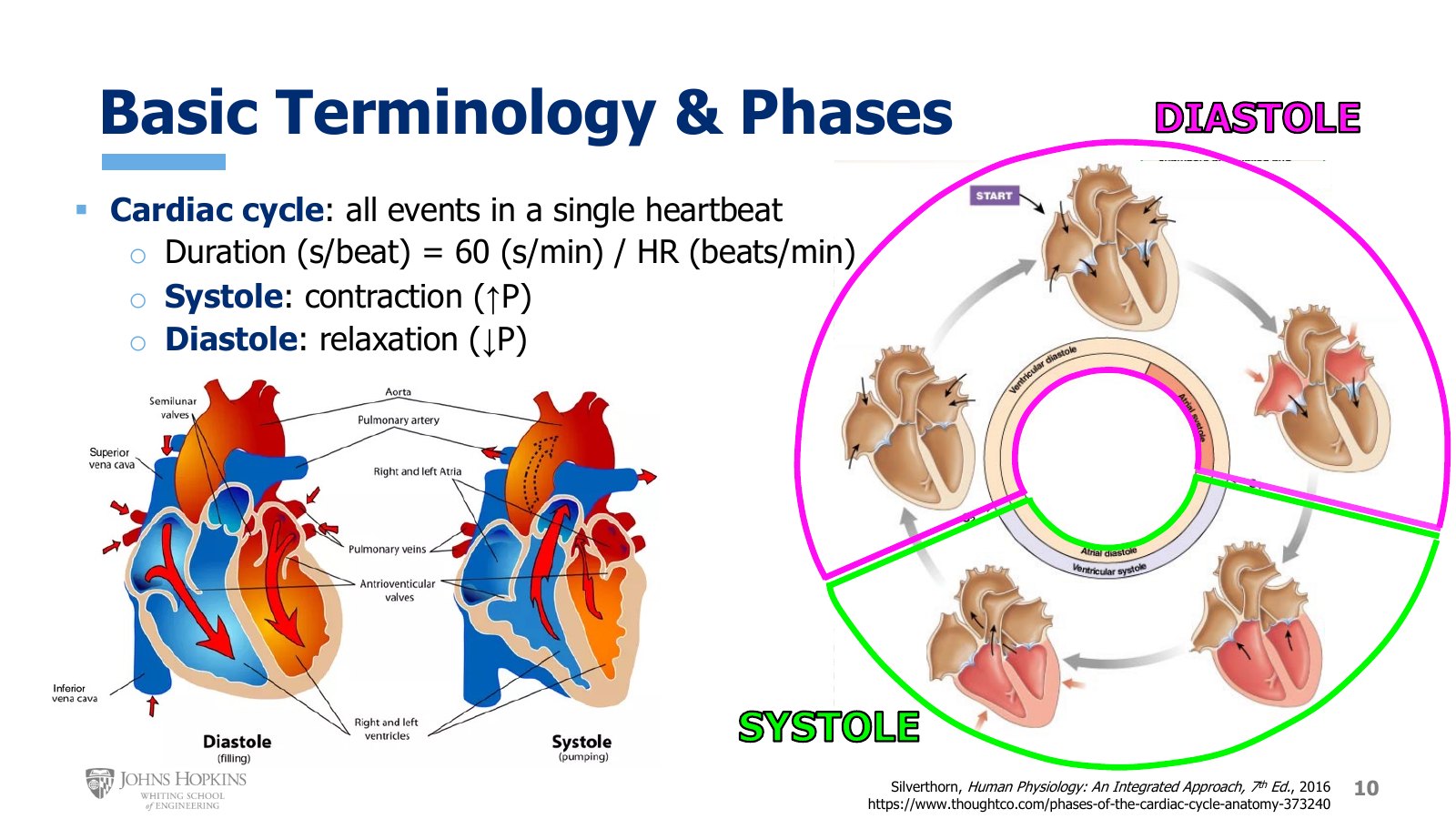 Slide 10: Ventricles filling in diastole and ejecting in systole, left, and the five stages of the cycle as a ring, right. Outer ring is ventricular events, inner ring atrial.