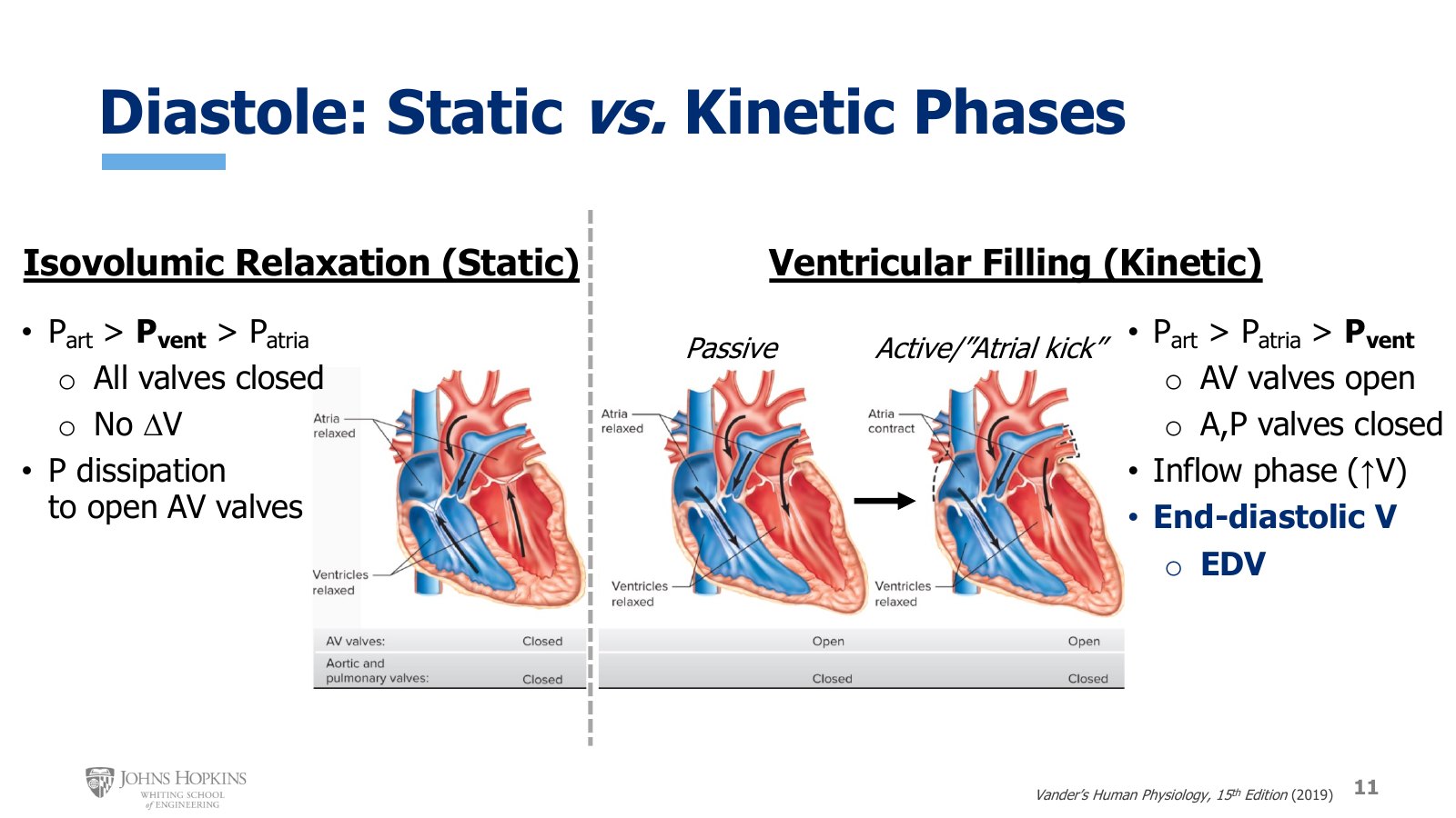 Slide 11: Isovolumic relaxation with all valves closed, then ventricular filling, passive and then active with the atrial kick. Black arrows show the pressure gradients.