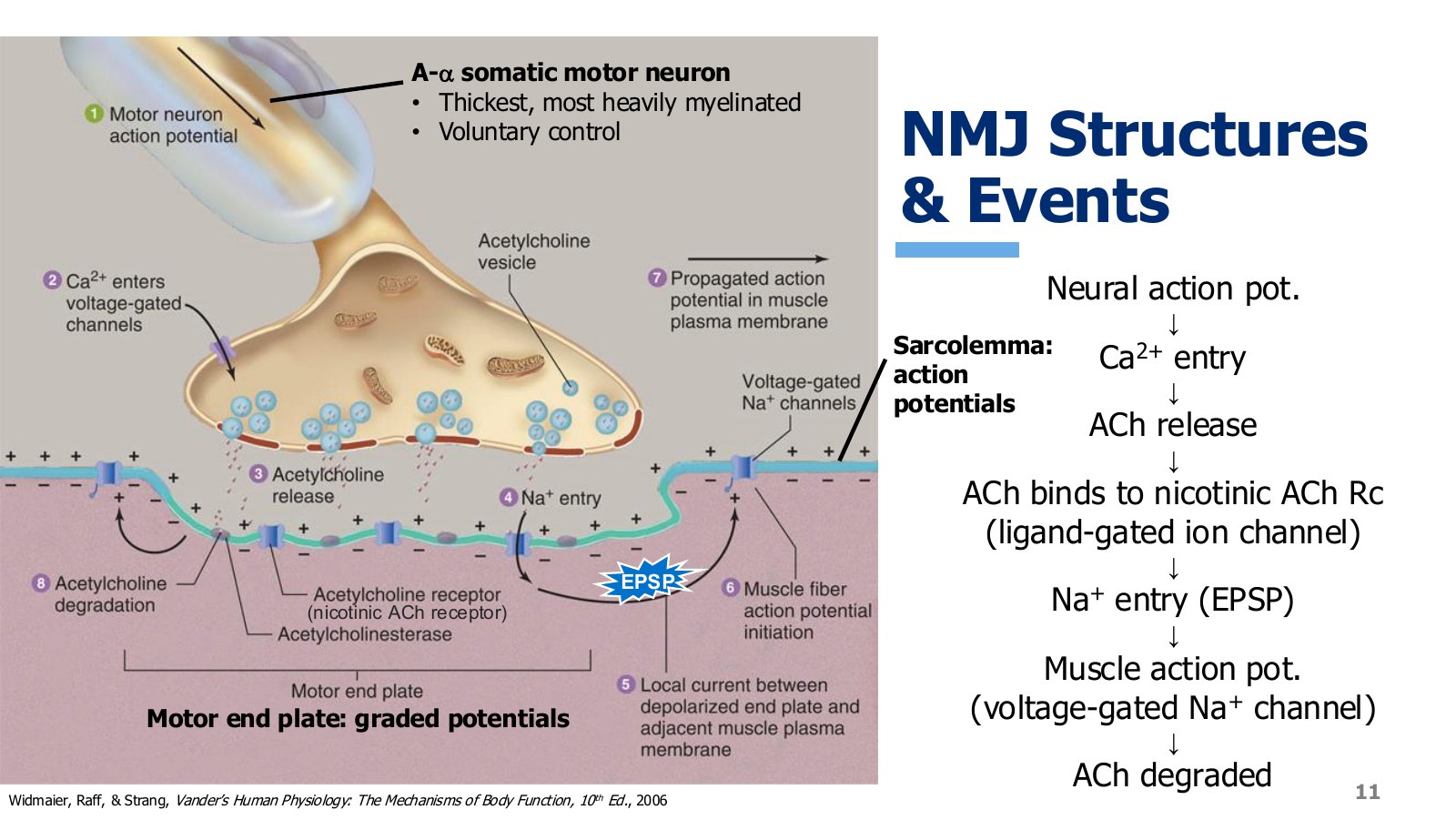Slide 11: Every step at the junction, from neural action potential down to acetylcholine degradation.
