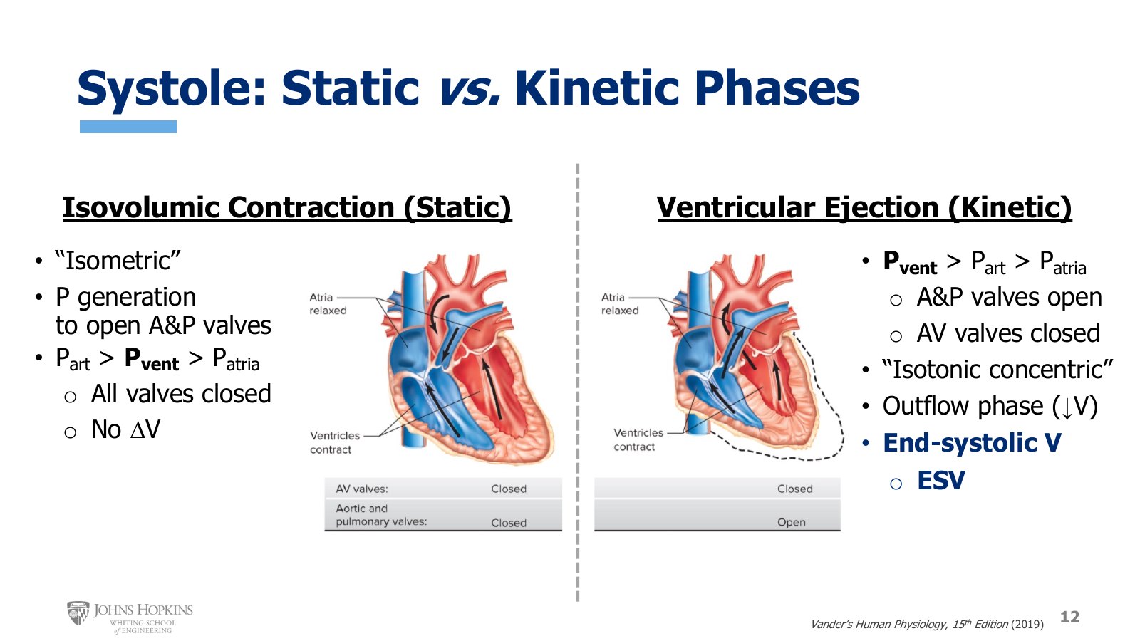 Slide 12: Isovolumic contraction with all valves closed, then ventricular ejection with the aortic and pulmonary valves open.