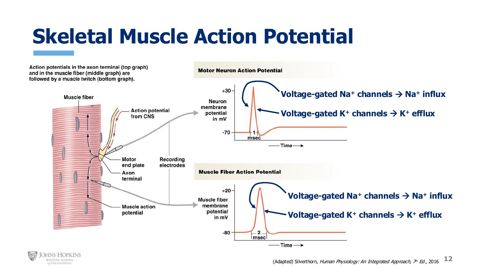 Slide 12: Neural and skeletal muscle action potentials side by side. Same shape, same mechanism, different timescale.