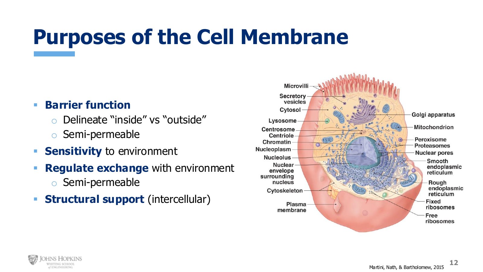 Slide 12: The four jobs the membrane performs. Everything in the rest of this lecture serves one of them.