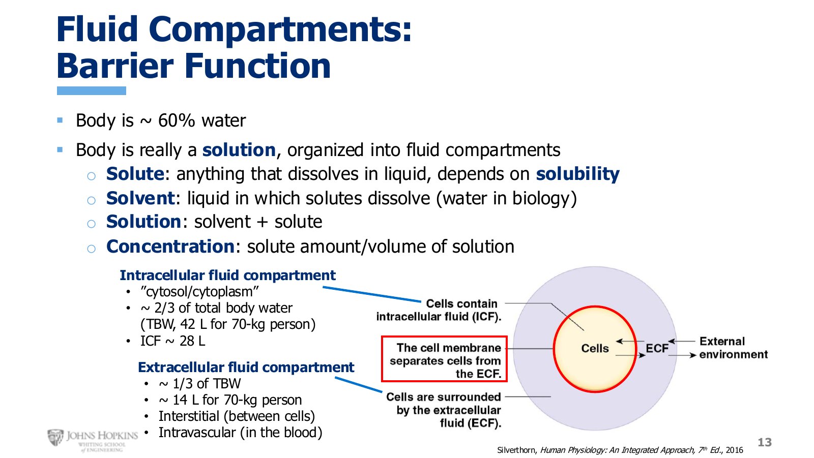 Slide 13: Body water divided into compartments. The cell membrane is the wall between the two major ones.