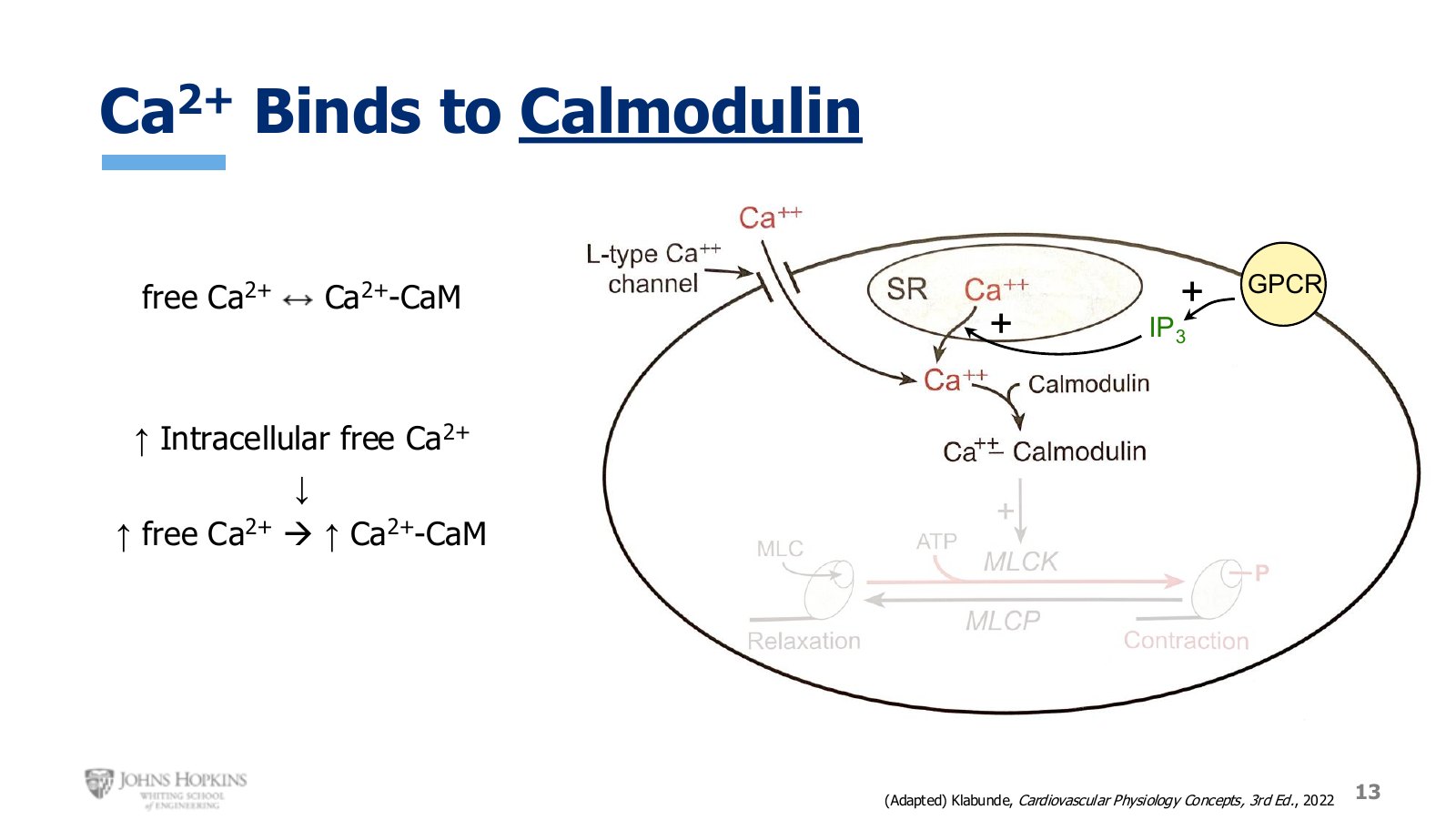 Slide 13: Calcium from both sources binds calmodulin. Le Chatelier again, at a new and higher equilibrium.