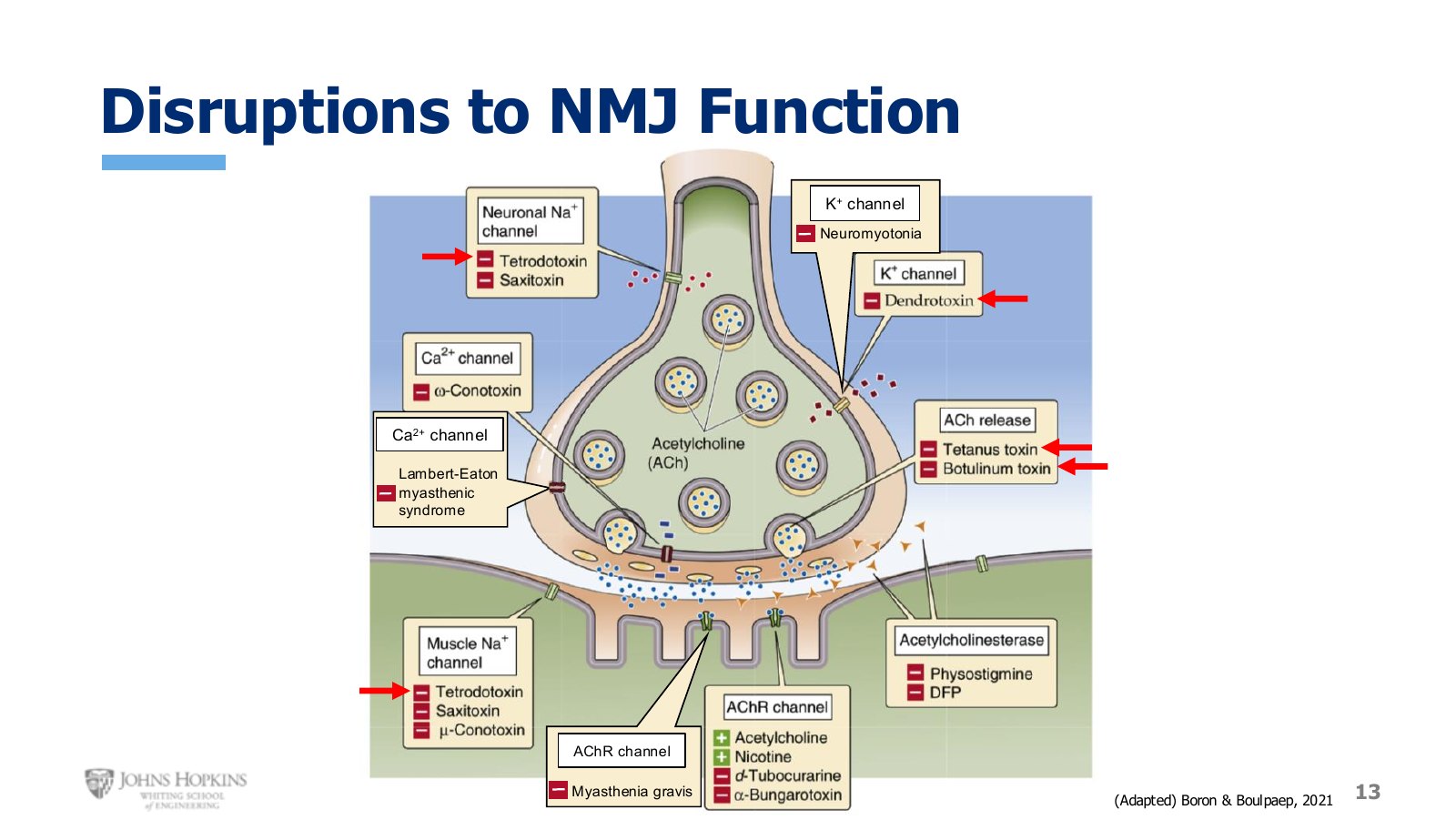 Slide 13: Where toxins and autoimmune conditions attack the junction.