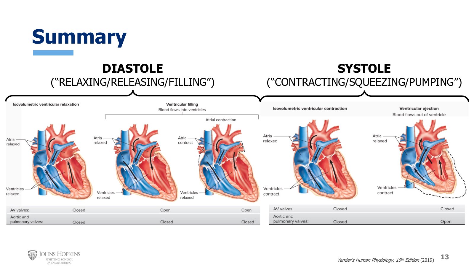 Slide 13: The three stages of diastole and two of systole in sequence, with the state of the AV and semilunar valves under each.