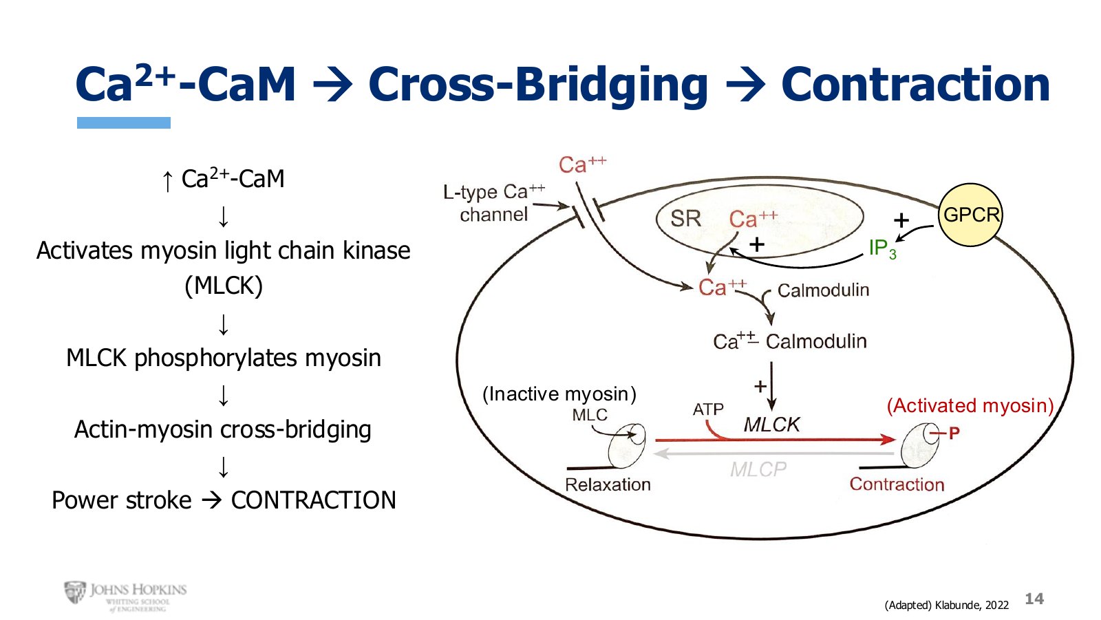 Slide 14: MLCK phosphorylates the myosin light chain. Phosphorylated myosin is the activated state.