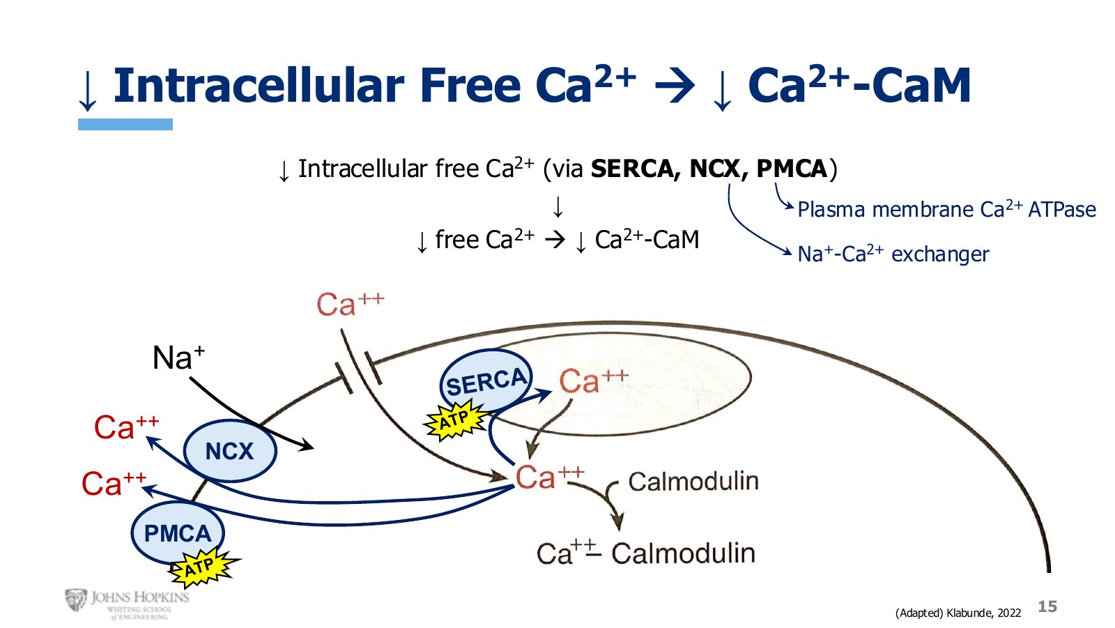 Slide 15: Three transport mechanisms clear calcium: SERCA into the SR, NCX and PMCA out of the cell.