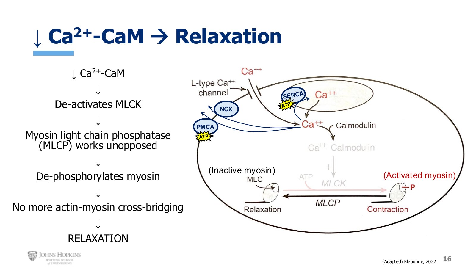 Slide 16: With MLCK deactivated, MLCP works unopposed and dephosphorylates myosin back to its inactive state.