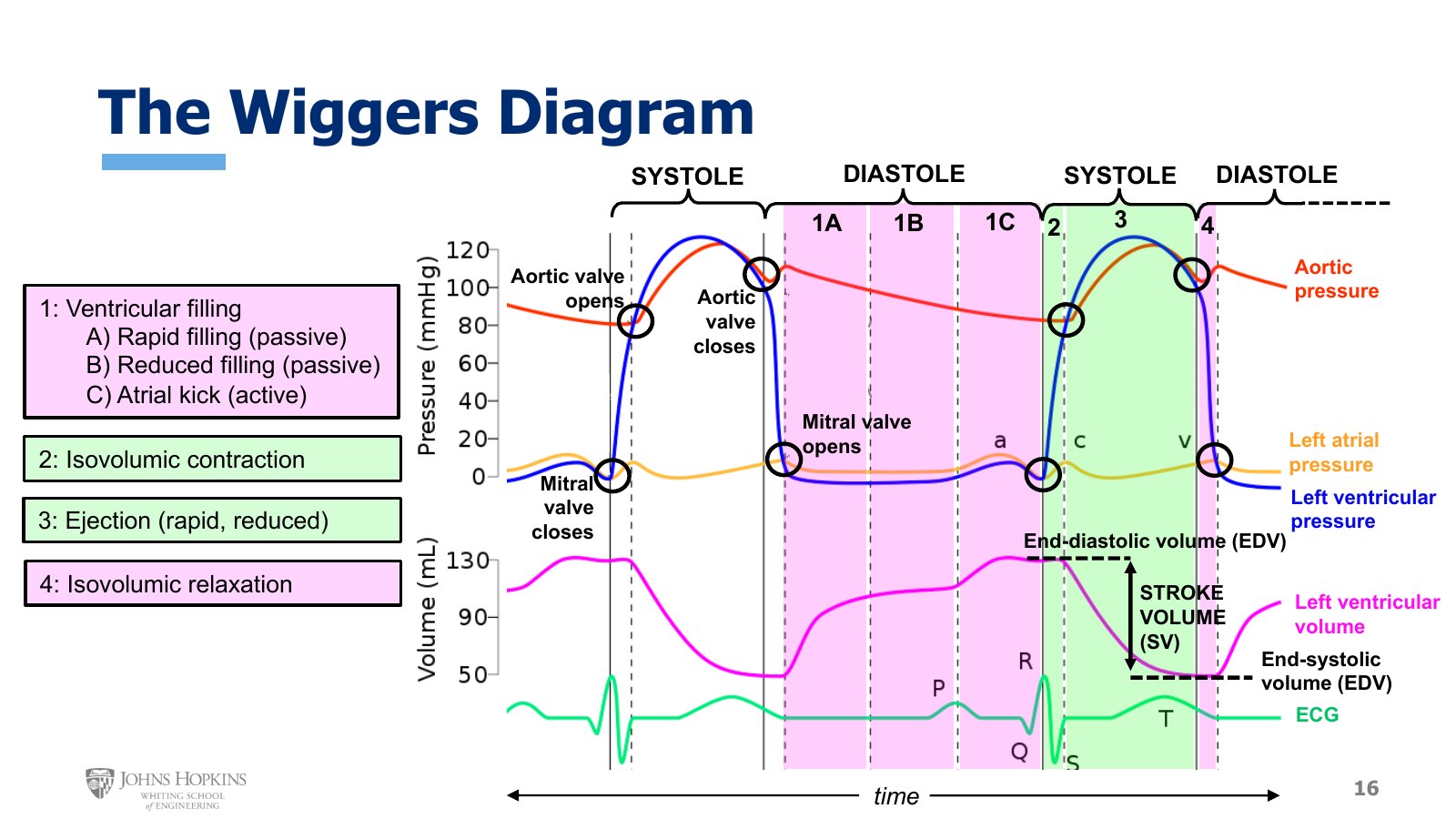 Slide 16: The fully annotated Wiggers diagram for the left heart. Pressure crossings are circled as valve events, and the phases are numbered 1A through 4 across the top.