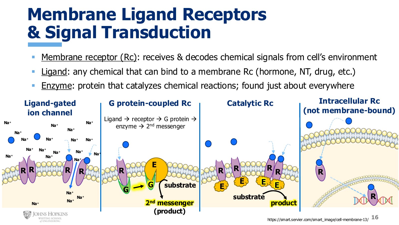 Slide 16: Four receptor arrangements. Only the first three are membrane-bound.
