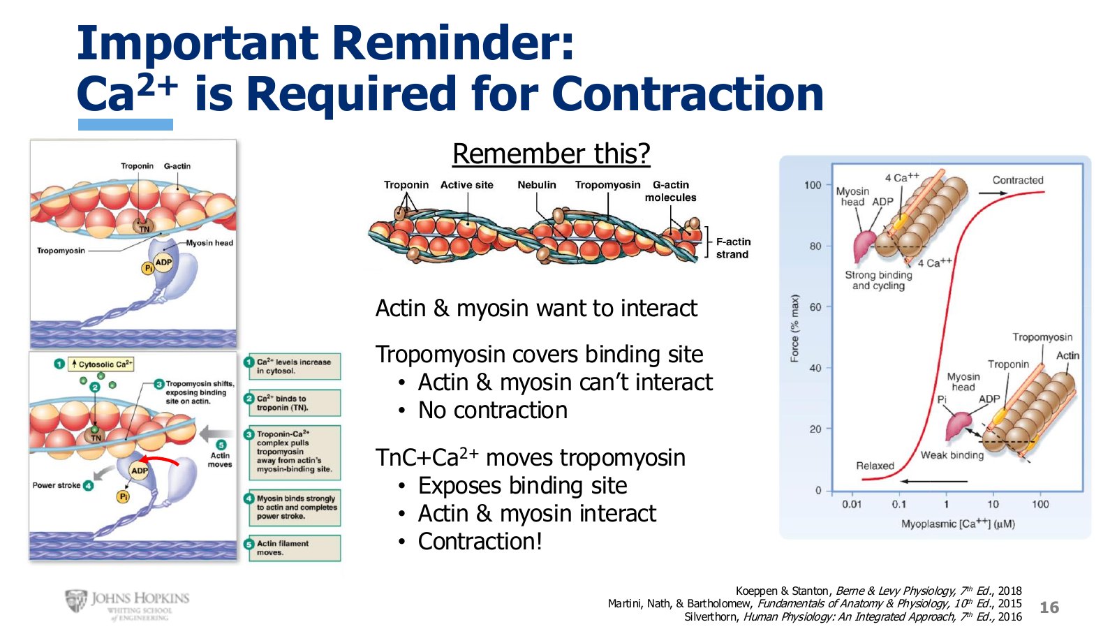 Slide 16: Tropomyosin covers the binding site until calcium binds troponin C and moves it aside.
