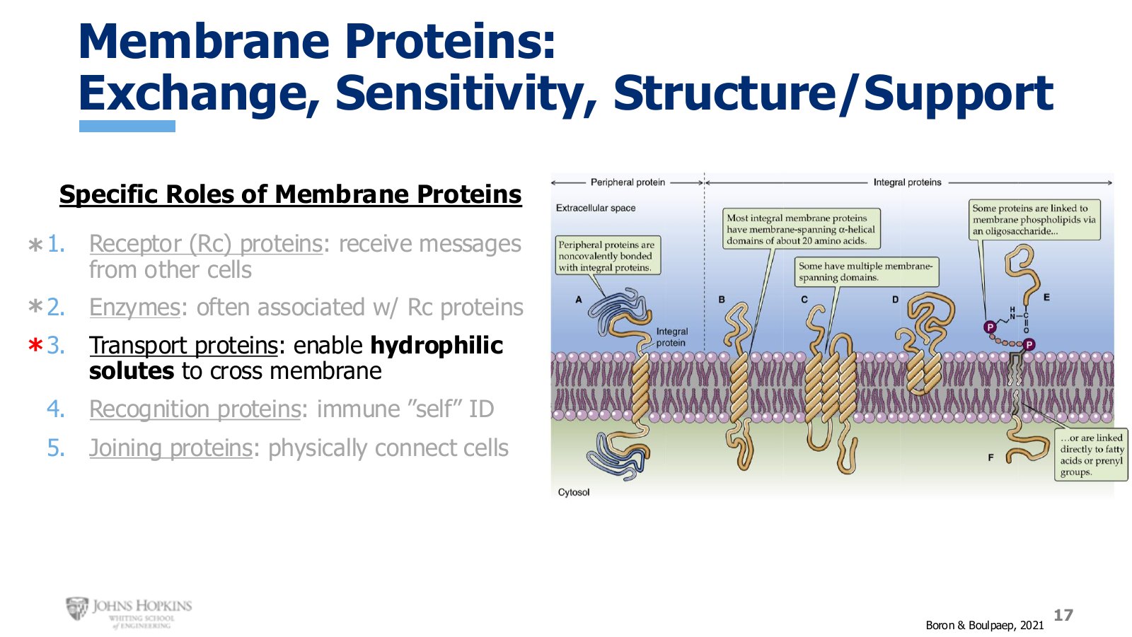 Slide 17: The five membrane protein roles again, now pointing at transport proteins and the solutes that need them.