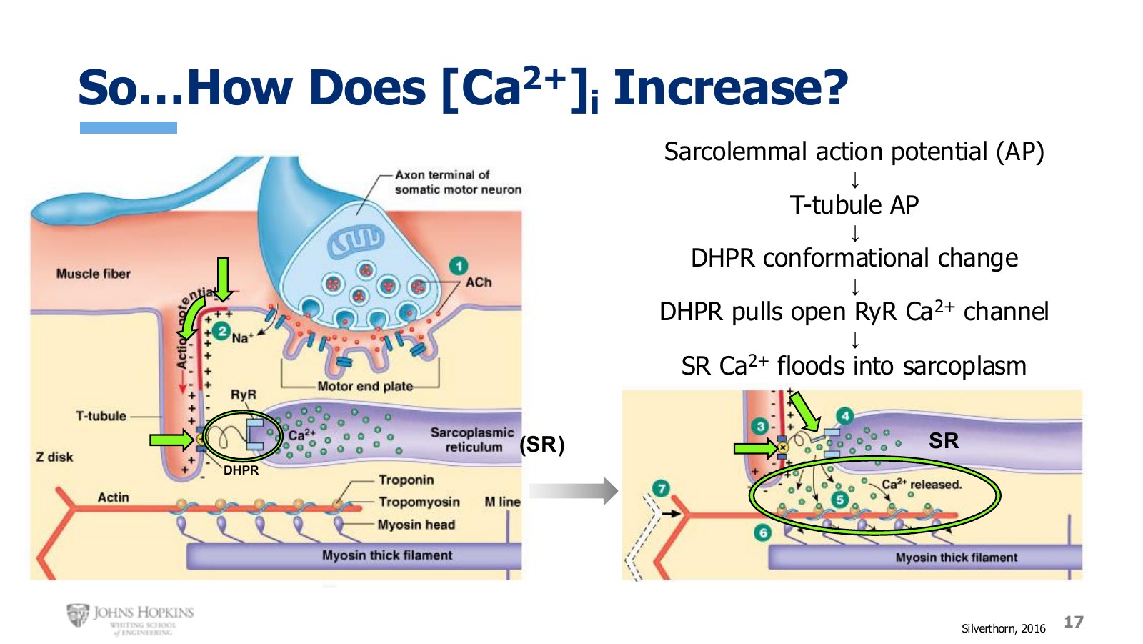 Slide 17: The T tubule action potential deforms the DHPR, which mechanically pulls the ryanodine receptor open.