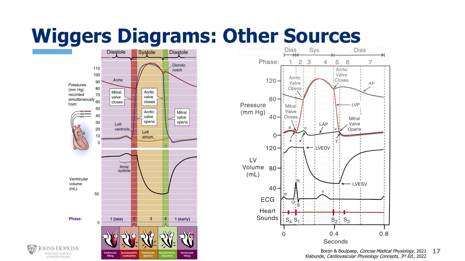 Slide 17: Two textbook Wiggers diagrams. Left, phases color-coded. Right, phases numbered, with LVEDV, LVESV, ECG, and heart sounds labeled.