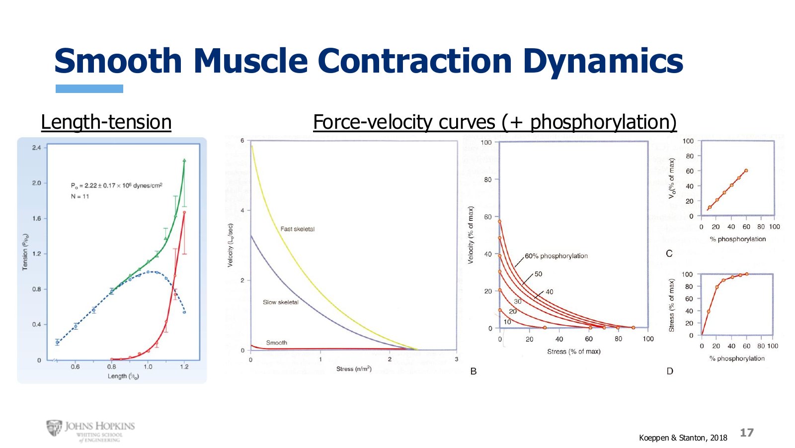 Slide 17: Length-tension on the left. On the right, a family of force-velocity curves set by how much myosin is phosphorylated.