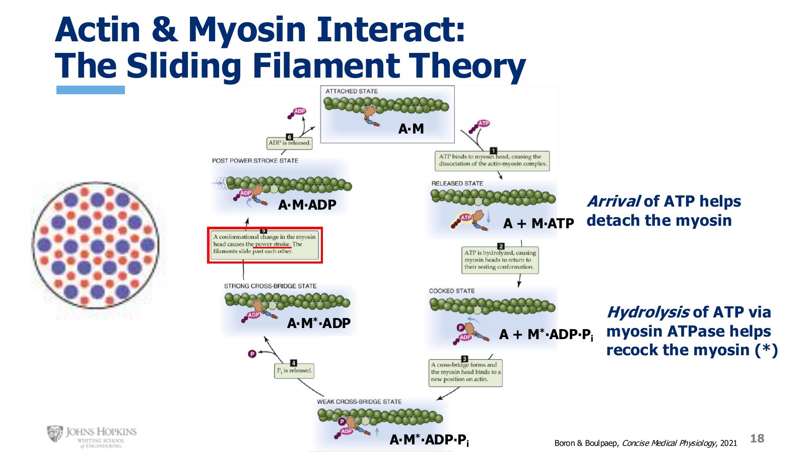 Slide 18: The cross-bridge cycle in shorthand. One ATP molecule does two separate jobs.