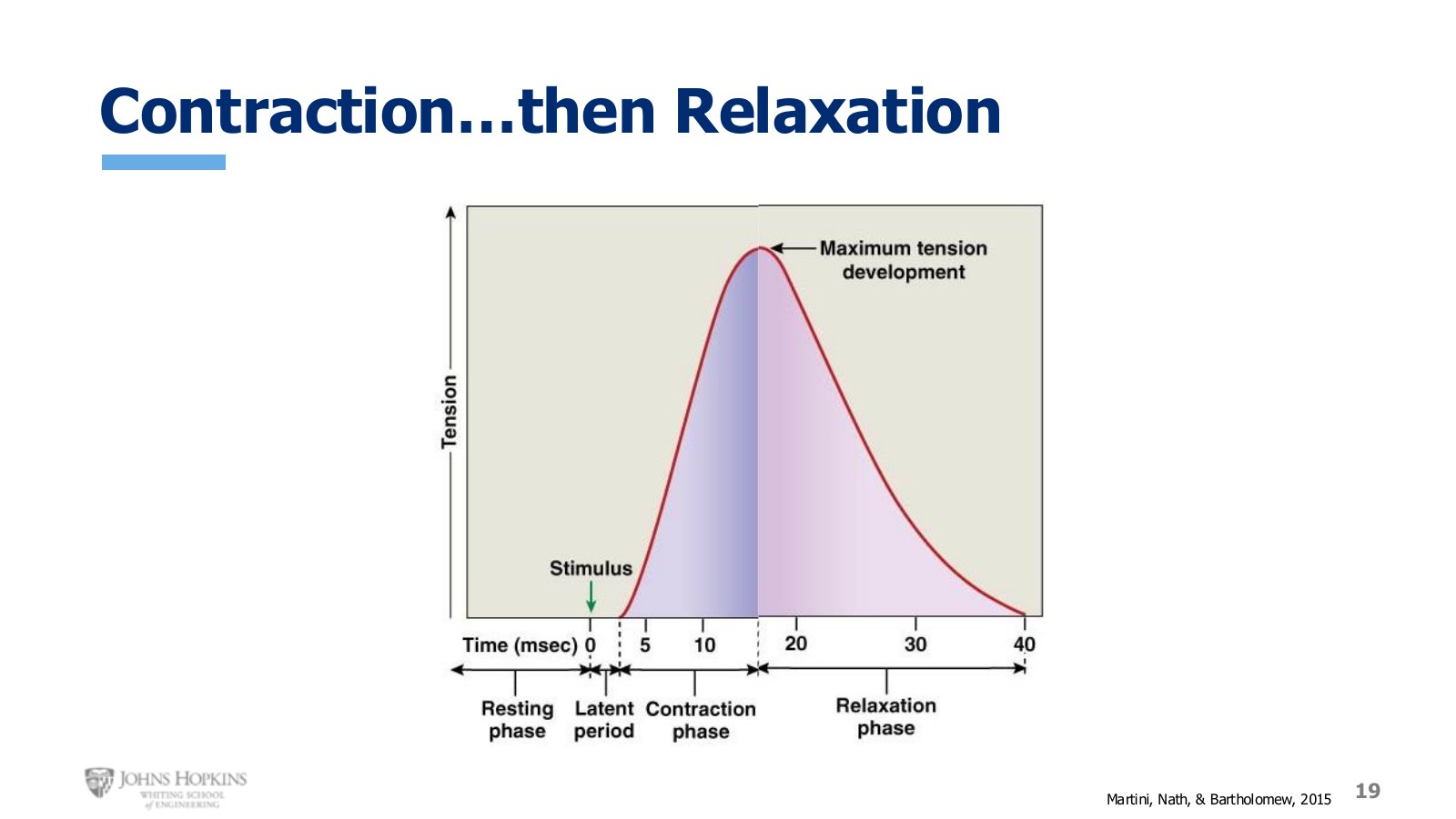 Slide 19: A single twitch is a contraction phase and a relaxation phase. What goes up must come back down.