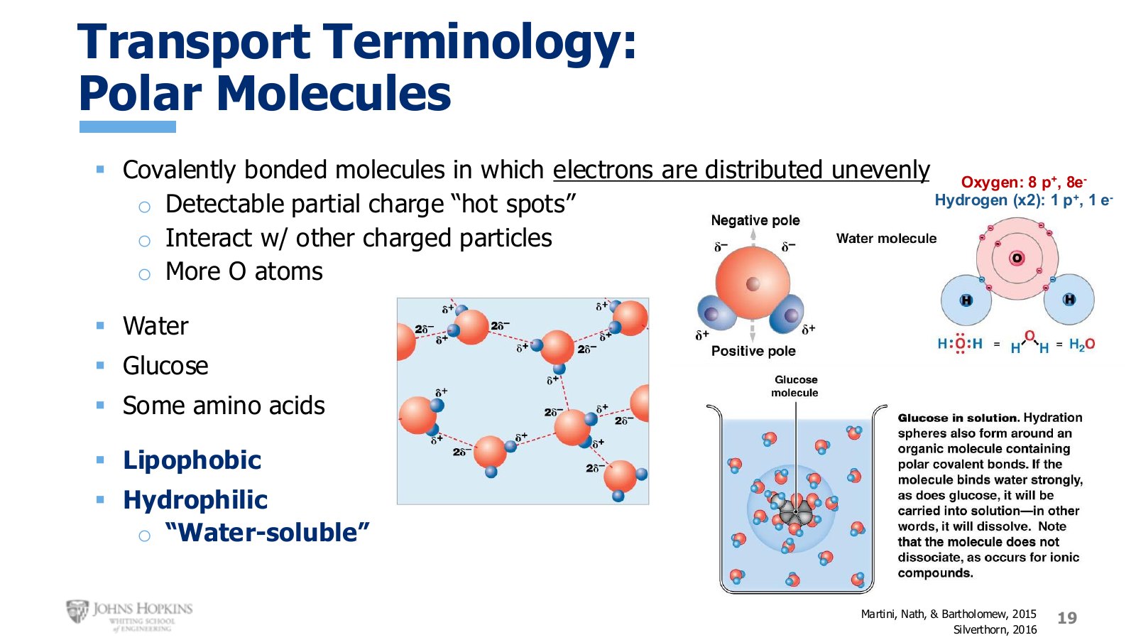 Slide 19: Water as the main example of a polar molecule, alongside glucose.