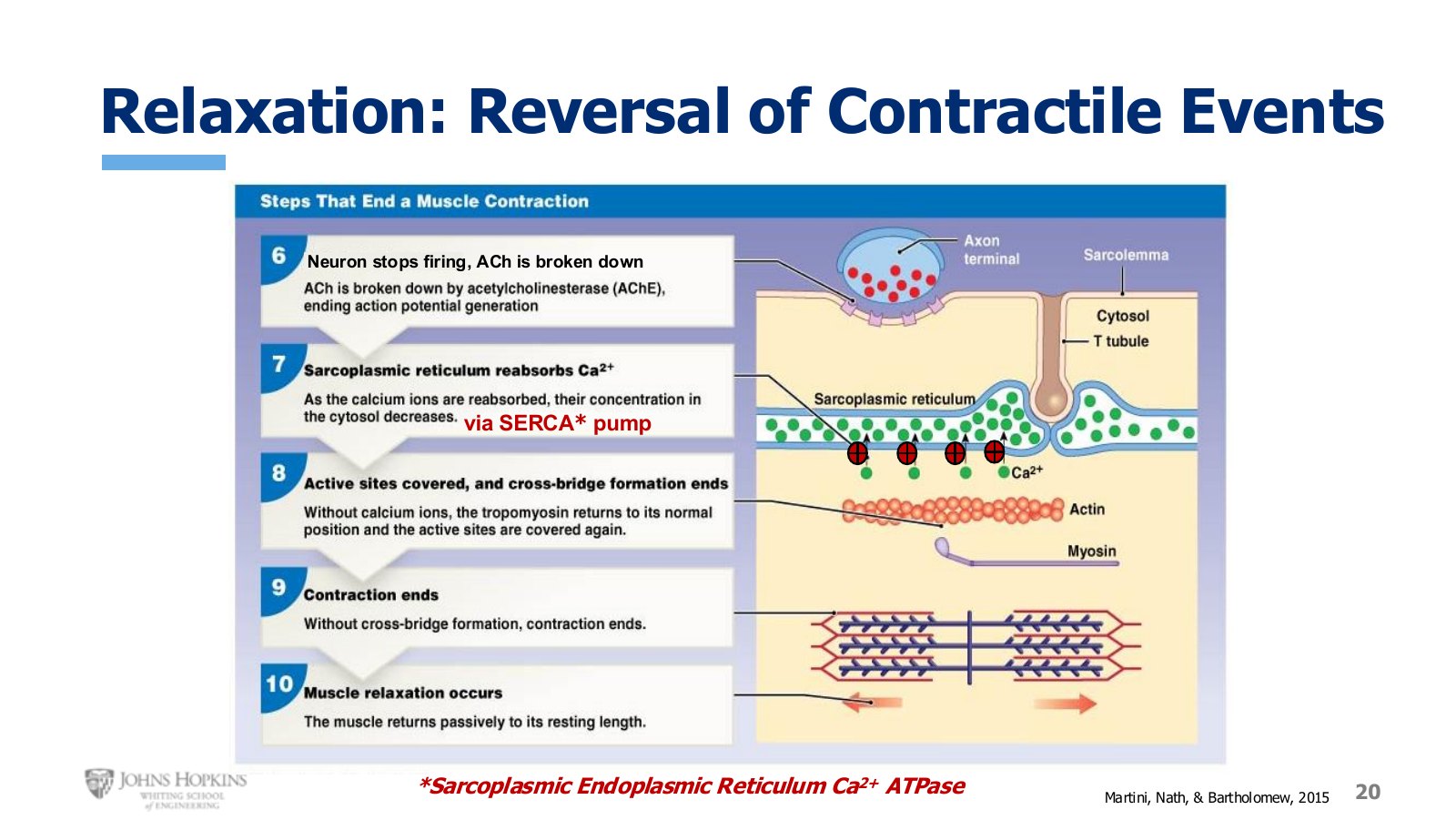 Slide 20: Relaxation, numbered 6 through 8 because steps 1 through 5 covered contraction.