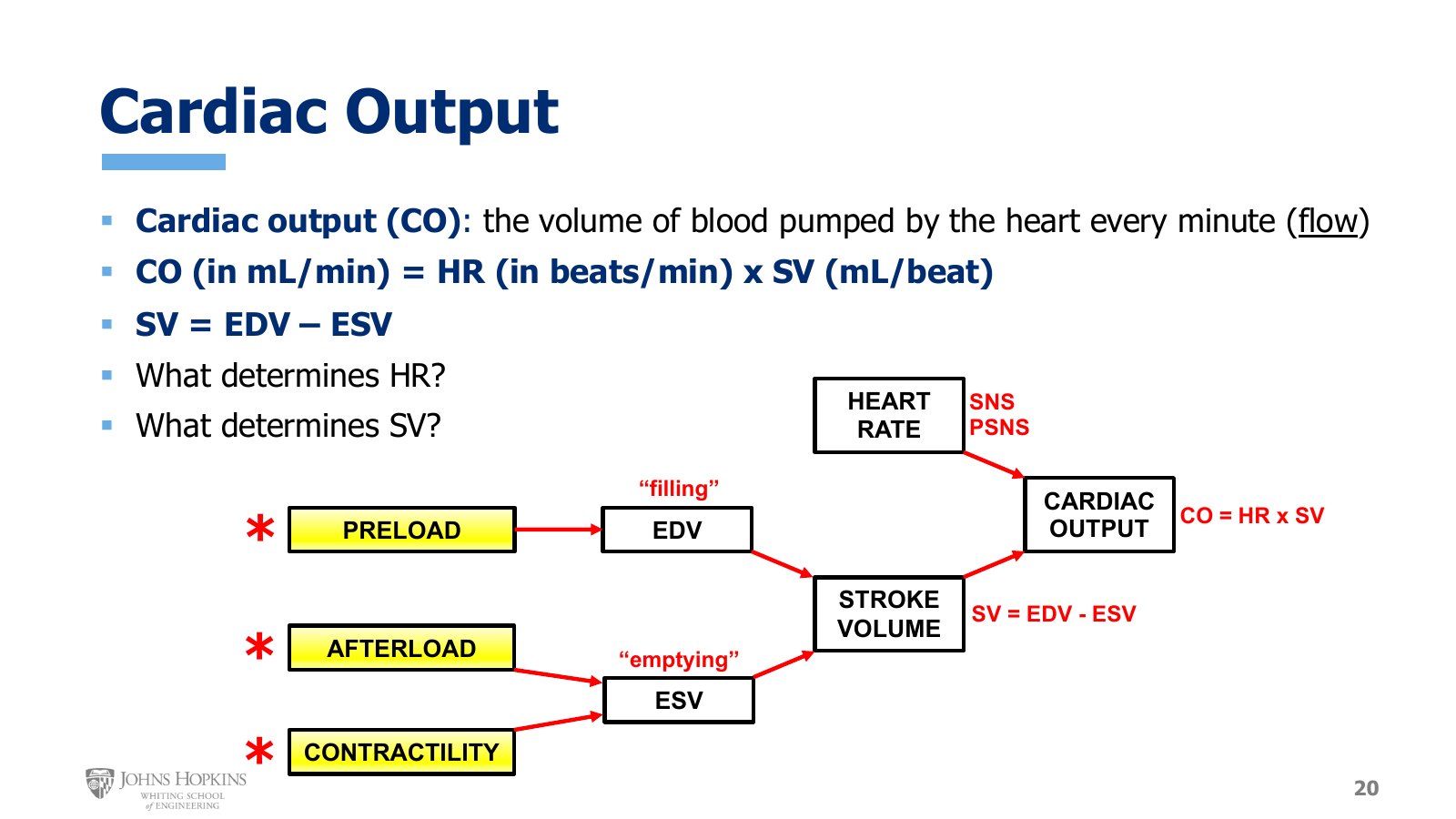 Slide 20: Flowchart converging on cardiac output. Heart rate from the SNS and PSNS. Stroke volume from EDV, set by preload, and ESV, set by afterload and contractility.