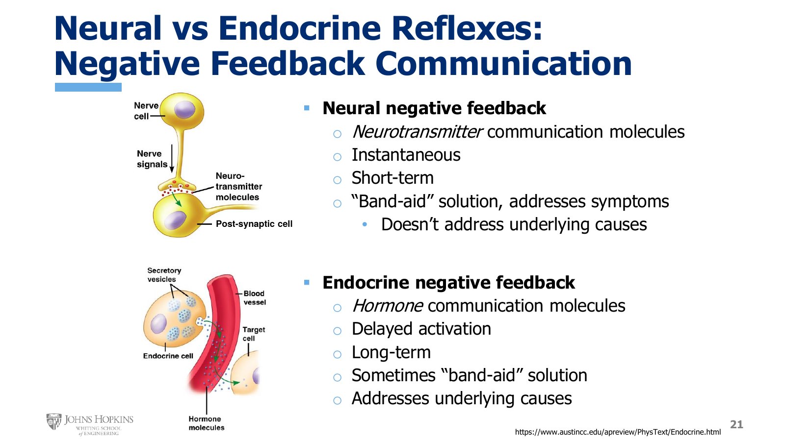 Slide 21: Neurotransmitter crossing a synapse above, hormone traveling through a blood vessel to a target cell below, each with its feedback properties listed.