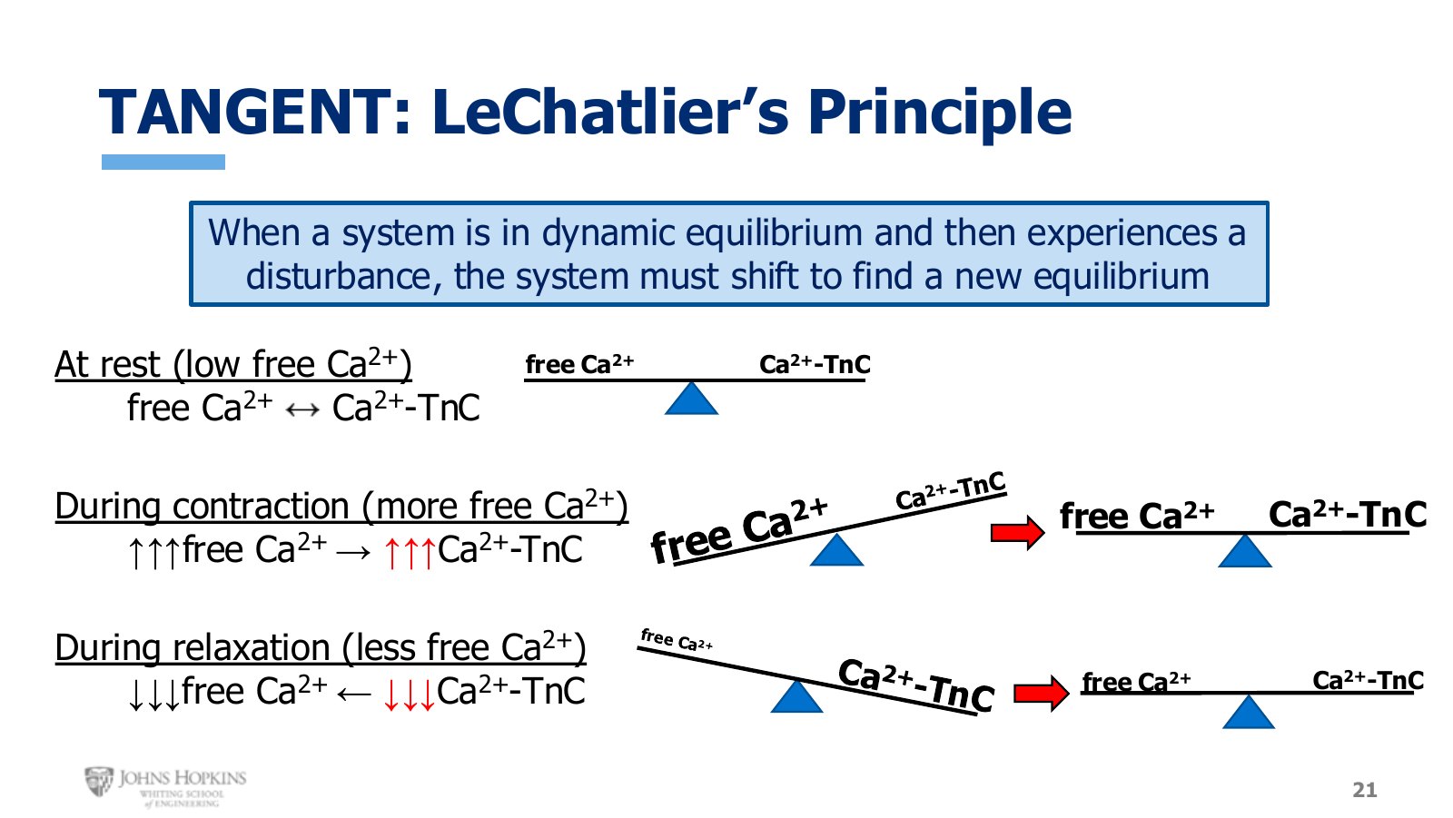 Slide 21: Free calcium and calcium bound to troponin C, shifting to find a new equilibrium three times over.