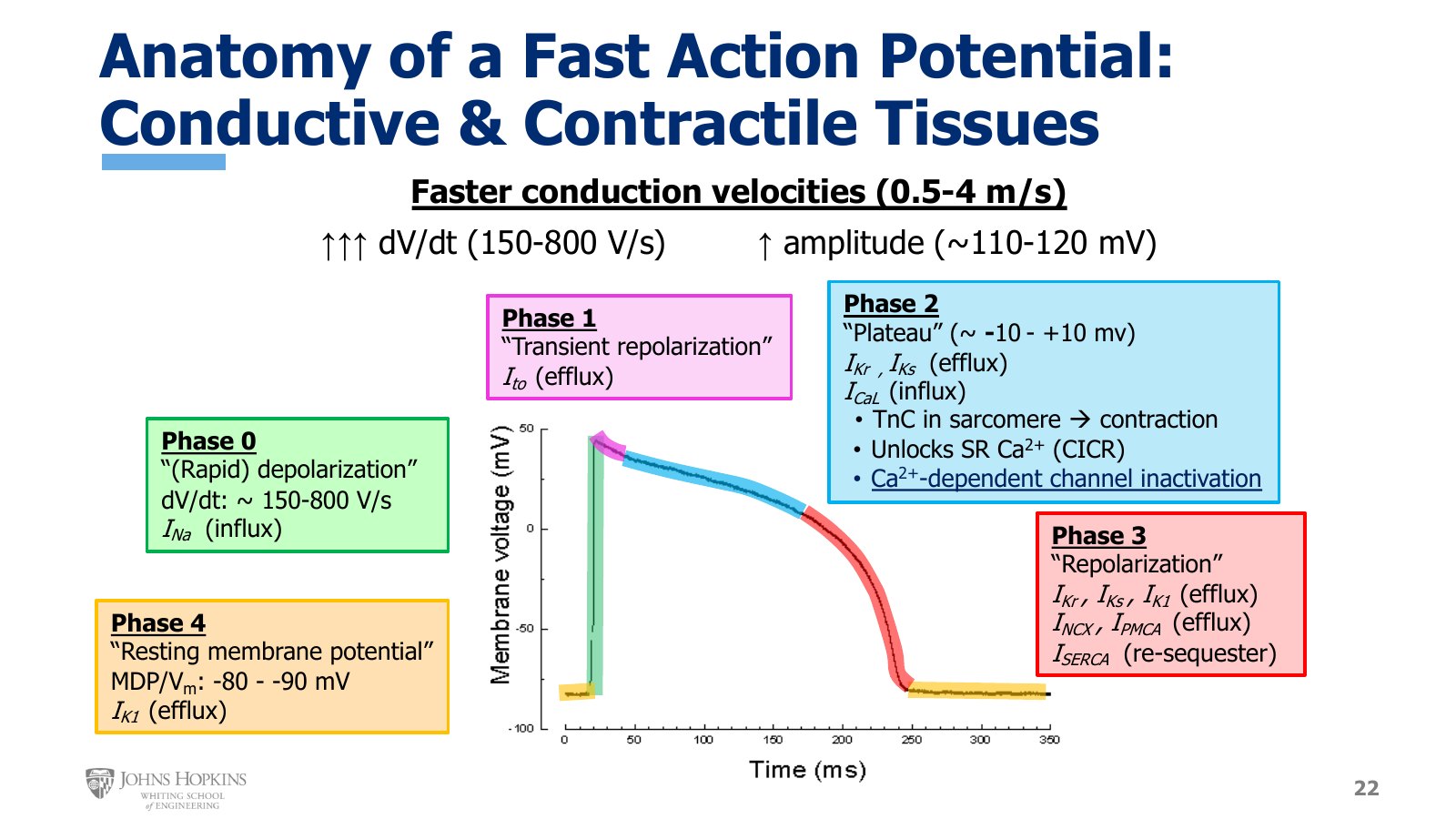 Slide 22: The fast action potential, color-coded by phase, with each phase's name and currents. Phase 4 yellow, phase 0 green, phase 1 pink, phase 2 blue, phase 3 red.