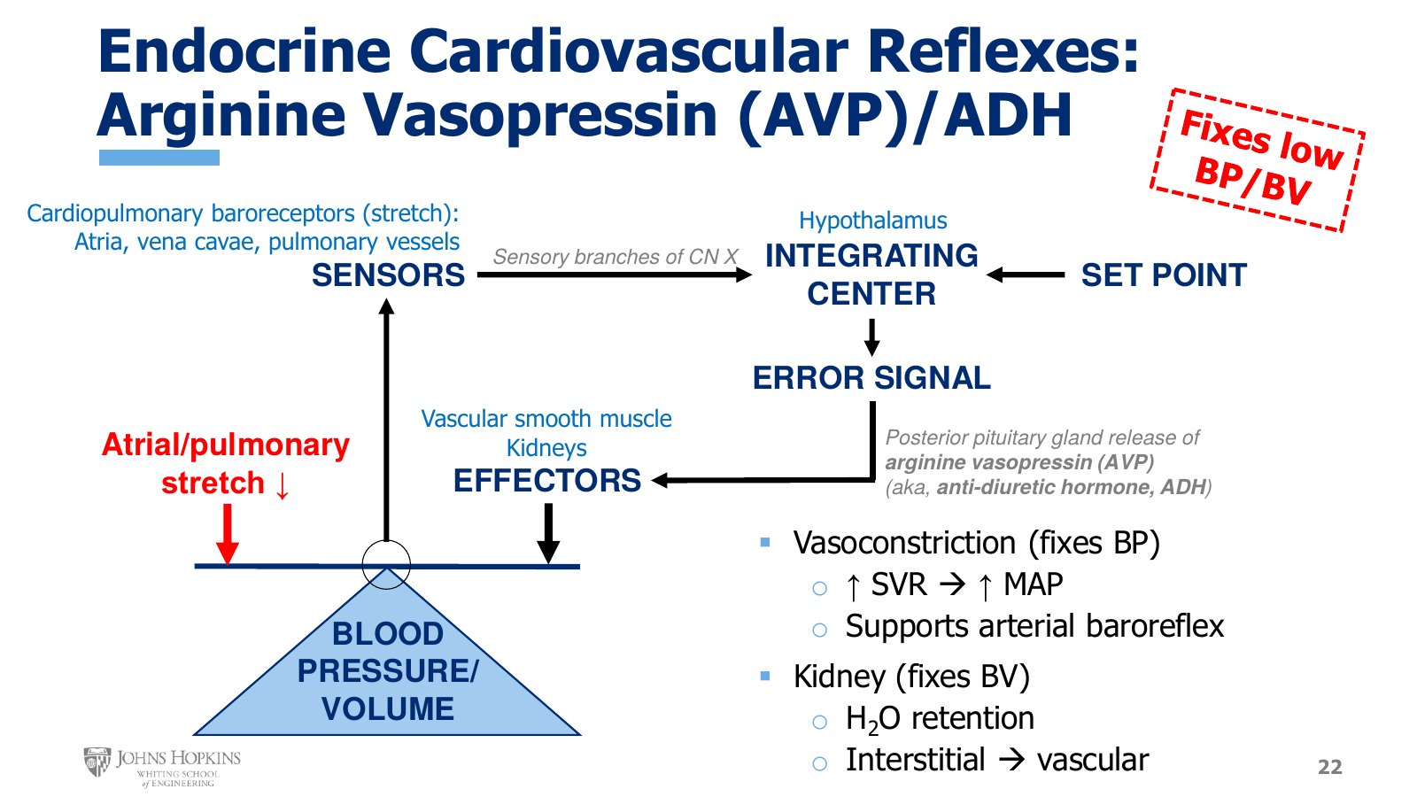 Slide 22: Vasopressin on the negative feedback schematic. Falling atrial and pulmonary stretch, the hypothalamus as integrating center, posterior pituitary release, and effects on vascular smooth muscle and the kidneys. The stamp reads Fixes low BP/BV.