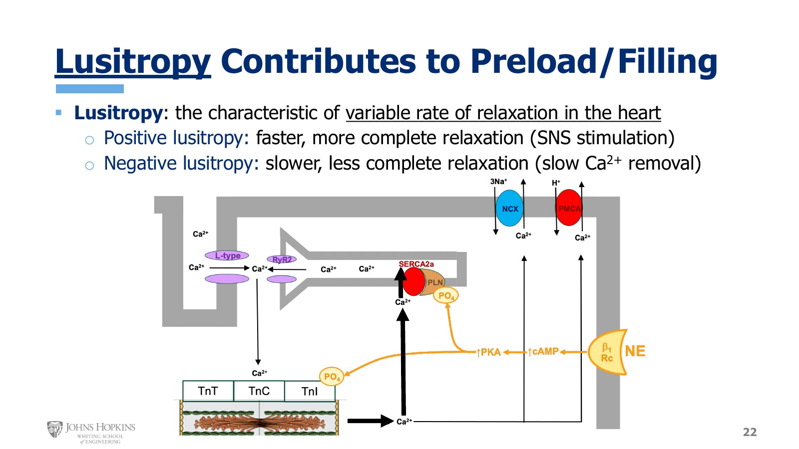Slide 22: The cardiac myocyte from Module 4. Norepinephrine at beta-1 raises cAMP and PKA, which phosphorylates troponin I and the SERCA2a pump through its phospholamban (PLN) brake.