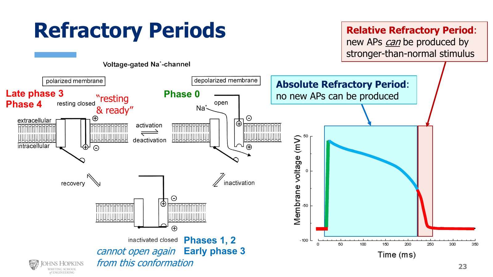 Slide 23: The voltage-gated Na+ channel's three conformations matched to the phases of the fast action potential, with the absolute refractory period shaded blue and the relative refractory period shaded red.
