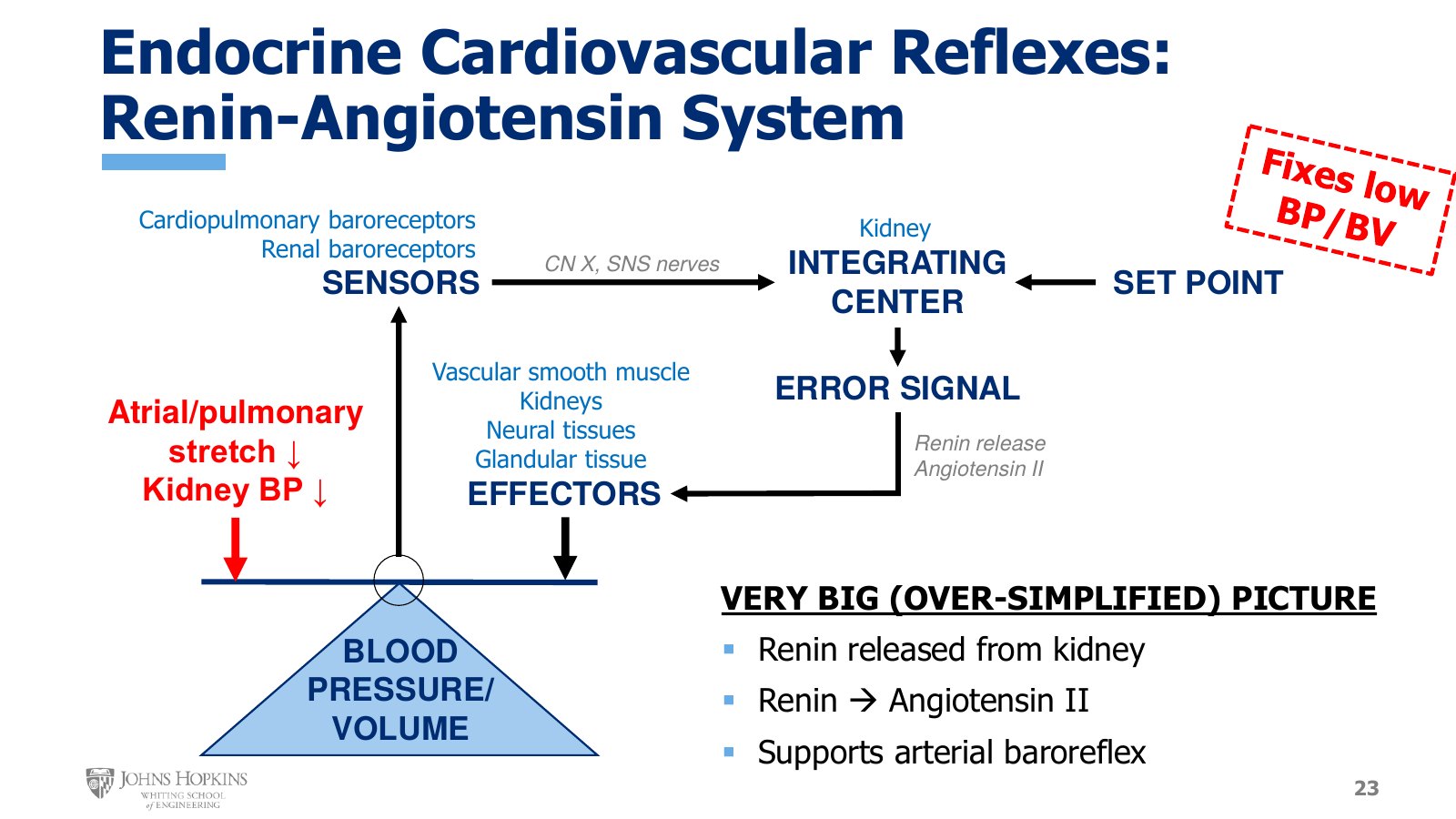 Slide 23: The renin-angiotensin system as a feedback loop, labeled a very big, over-simplified picture. Cardiopulmonary and renal baroreceptors feed the kidney through CN X and sympathetic nerves.