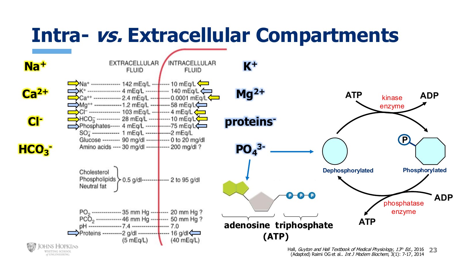 Slide 23: Solute concentrations on either side of the membrane, plus the phosphorylation cycle and the structure of ATP.