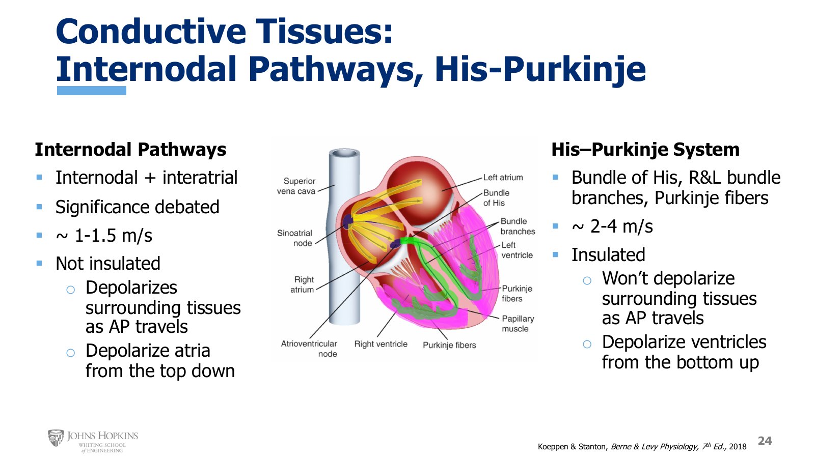 Slide 24: Internodal pathways (yellow) fanning through the atria from the SA node, and the His-Purkinje system (green) running down the septum and up the ventricular walls.