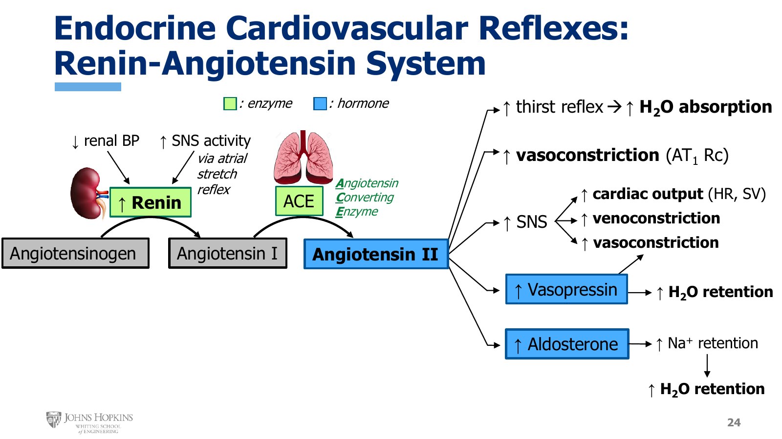 Slide 24: Renin and ACE in green as enzymes, angiotensin II, vasopressin, and aldosterone in blue as hormones. The five branches from angiotensin II end in more water absorption, vasoconstriction, sympathetic effects, and water retention.