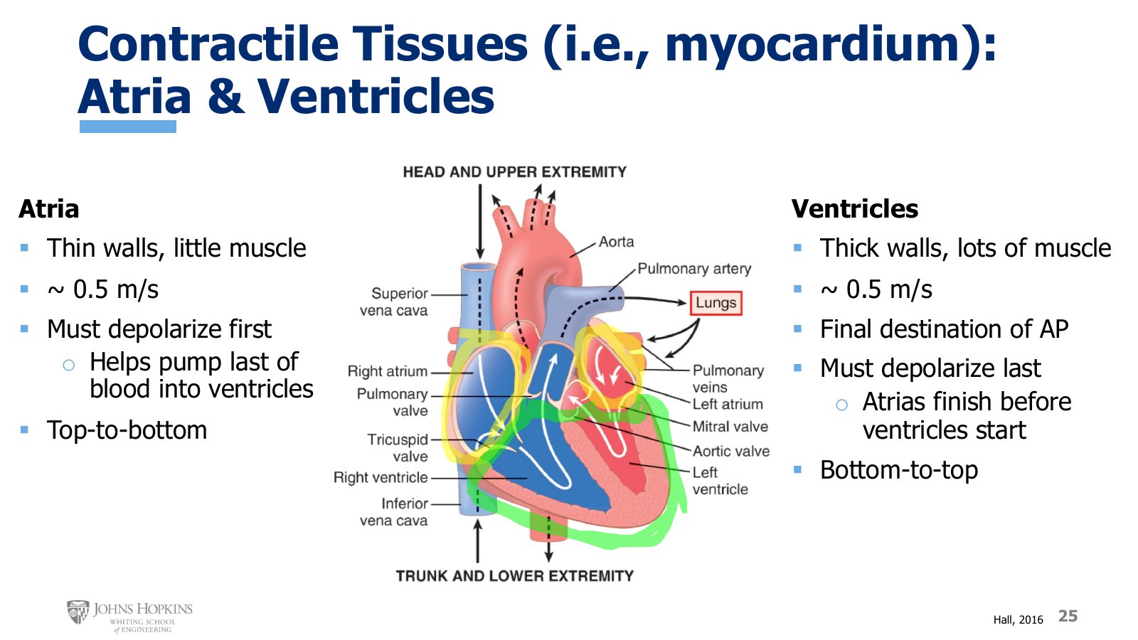 Slide 25: The atria (yellow) and ventricles (green) highlighted on the heart diagram, with wall thickness, conduction speed, and timing for each.