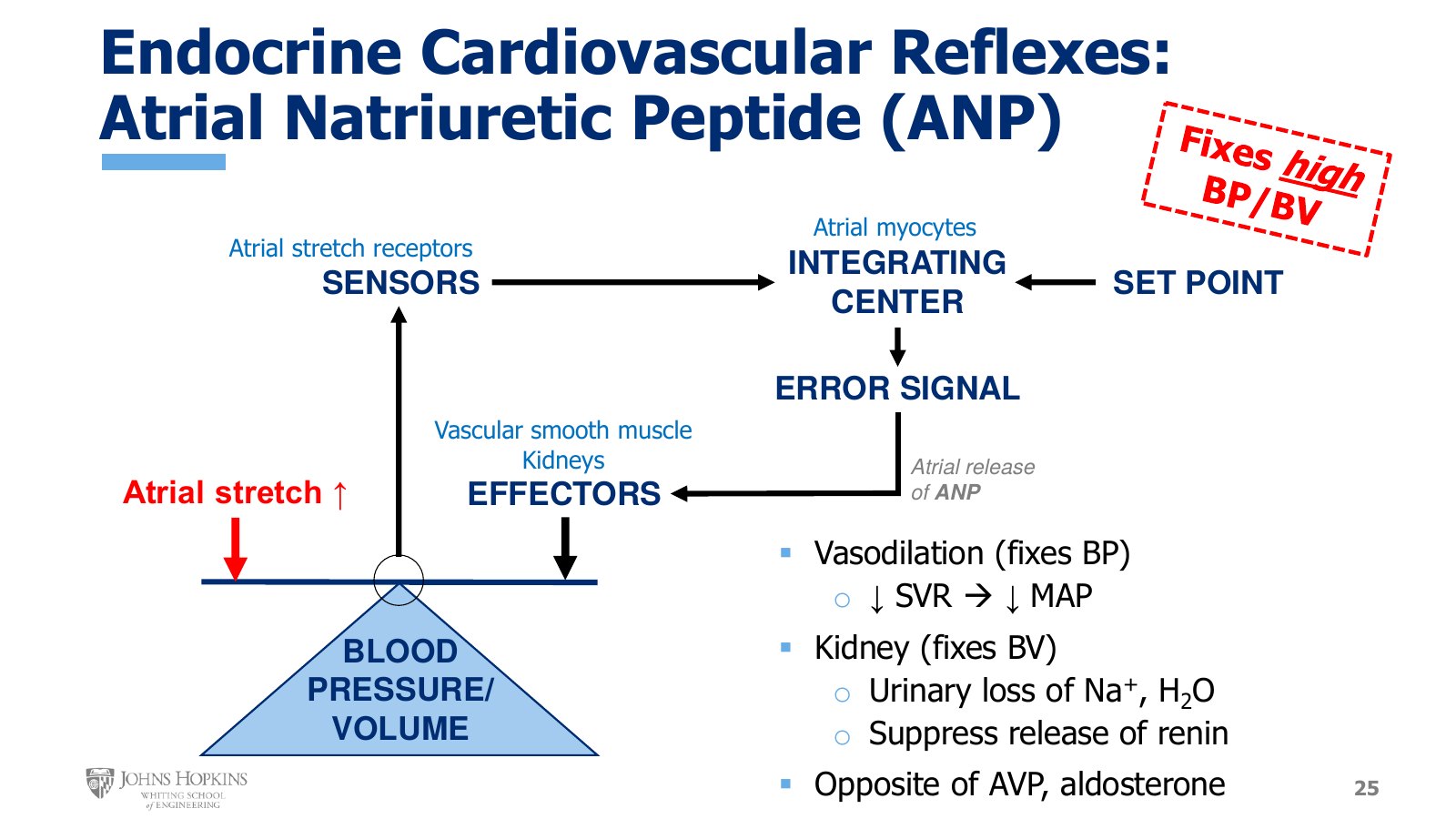 Slide 25: ANP on the negative feedback schematic. Rising atrial stretch, the atrial myocytes as integrating center, and vasodilation, urinary Na⁺ and water loss, and renin suppression as outputs. The stamp reads Fixes high BP/BV.