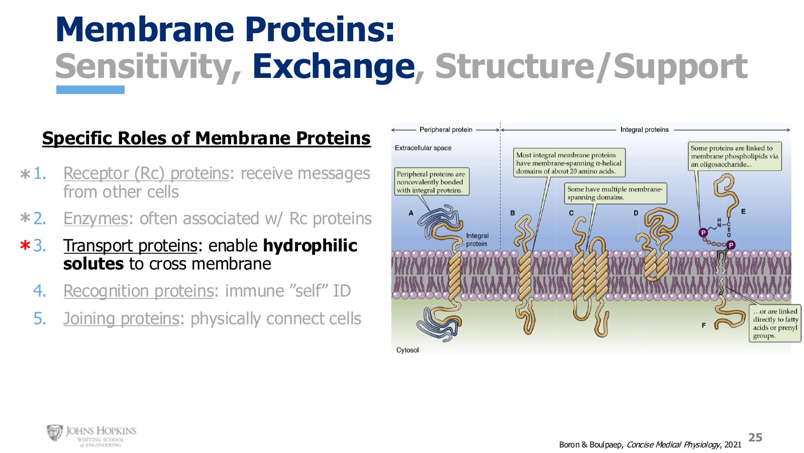 Slide 25: The membrane protein roster a third time. Transport proteins are the ones this lecture is about.