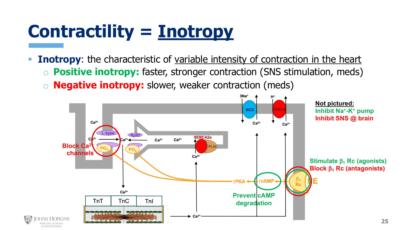 Slide 25: The same myocyte, circled where drugs act. Green for positive inotropes, red for negative.
