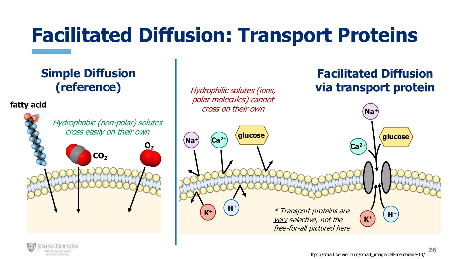 Slide 26: Left, the reference case: hydrophobic solutes cross unaided. Right, hydrophilic solutes require a protein pathway.